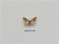 藏品(尺蛾216)的圖片